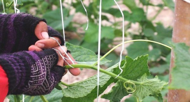 Jak svázat okurky venku?